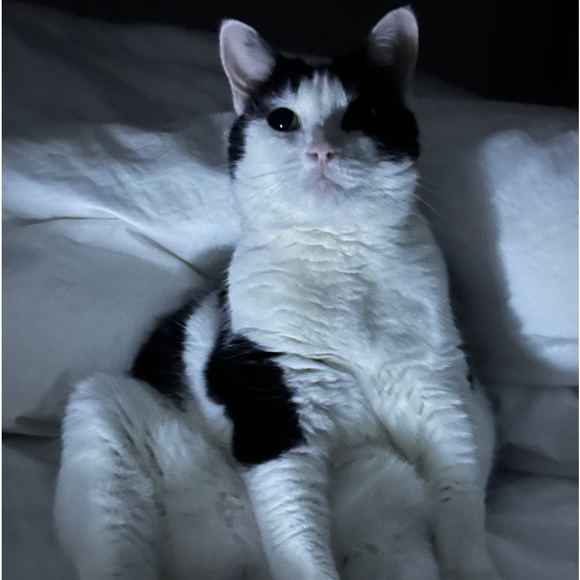 MEET YOUR POSHER - Picture 7 of 16